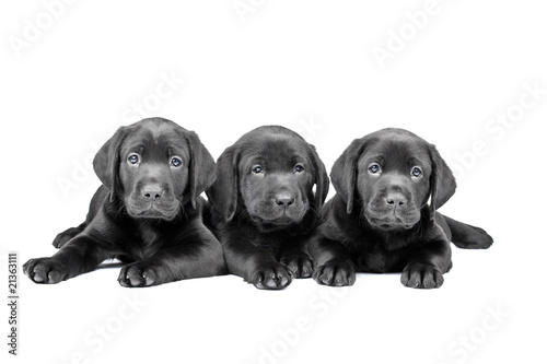 Three black lab puppies, two  months old.
