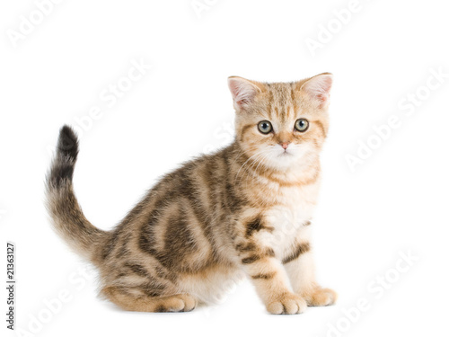 British breed kitten is isolated on white background.