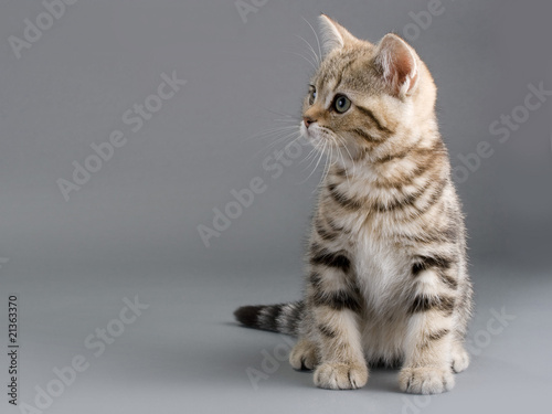 Wallpaper Mural British breed kitten is isolated on grey background Torontodigital.ca