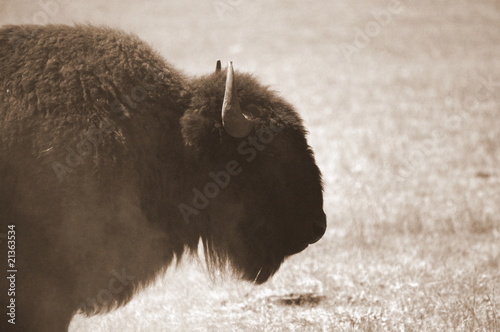 Buffalo