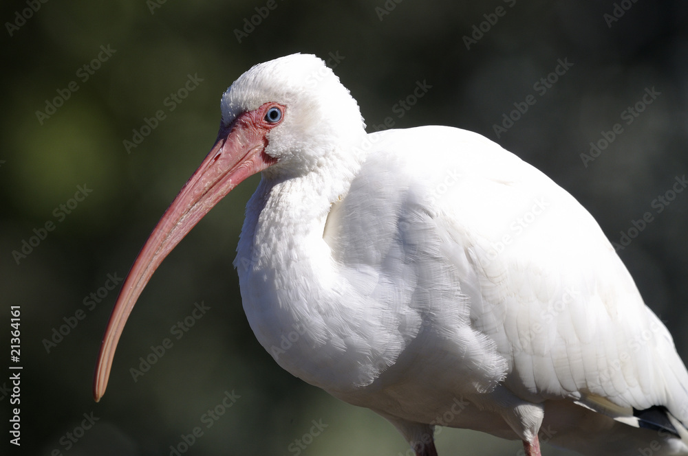 Fototapeta premium american white ibis, eudocimus albus