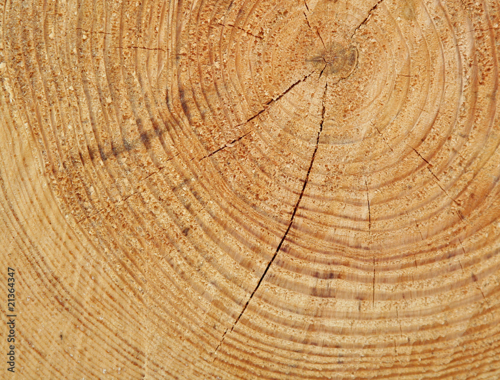 Fototapeta premium circles in wood