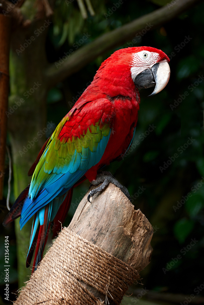 Naklejka premium Macaw on a pole