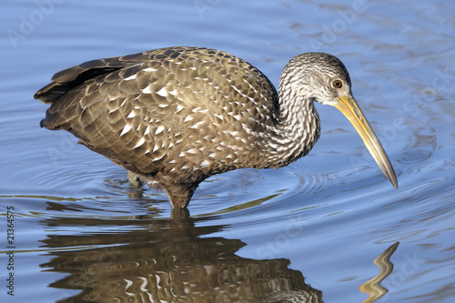 aramus guarauna, limpkin photo