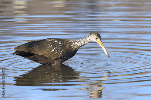 aramus guarauna, limpkin photo