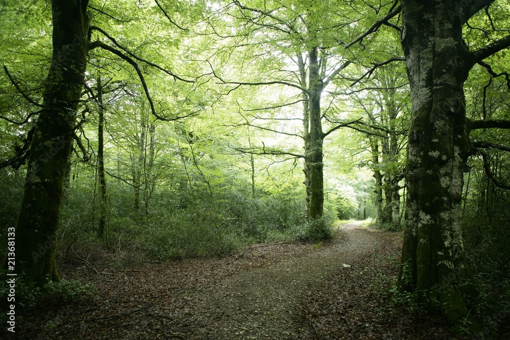 Fototapeta premium Beech green magic forest woods