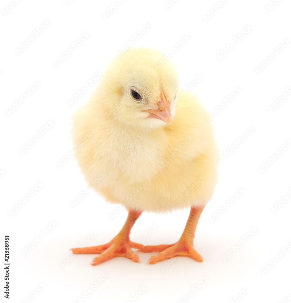 Chicken Chicken