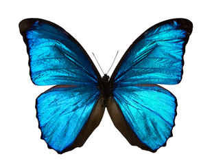 Poster Vlinder Morpho menelaus blauwe tropische vlinder  © Zakharchenko
