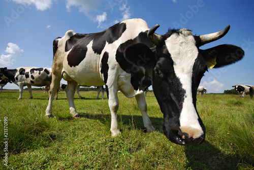 cow on the pasture