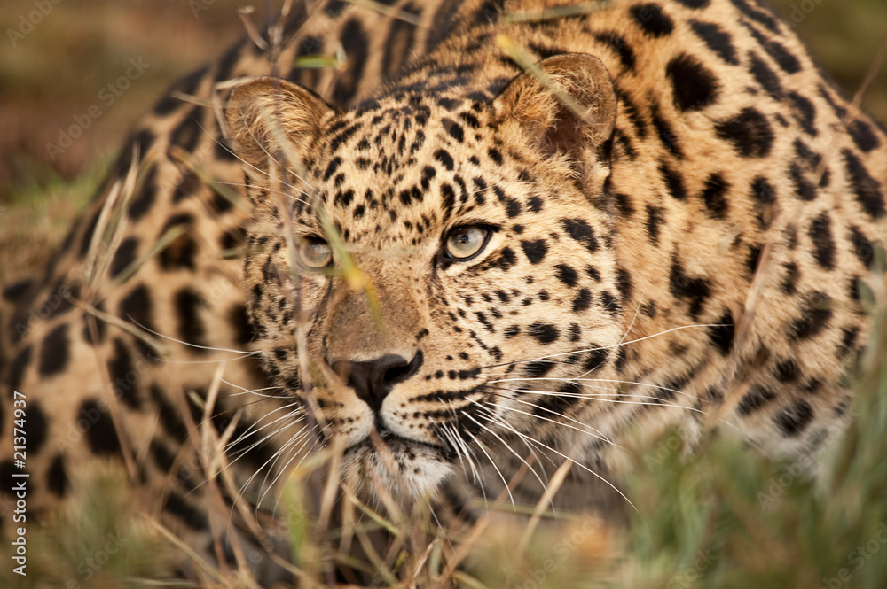 Leopard Hunting Leopard Hunting