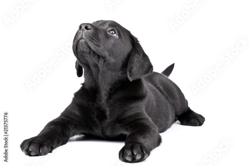 Fototapeta Naklejka Na Ścianę i Meble -  black lab puppy look upwards, two  months old.