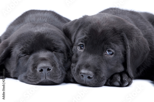 Two puppies black labrador retriever, one sleeps, another looks