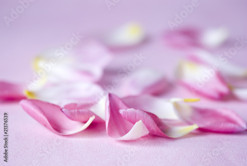 Blütenblätter Tulpen