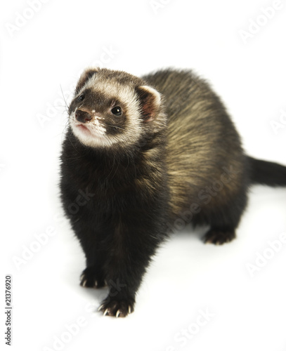 Ferret 4