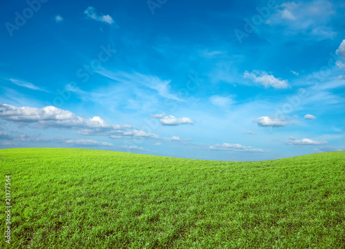 Field of green fresh grass under blue sky