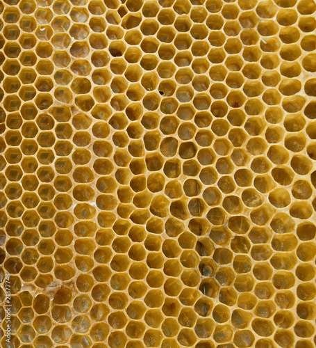 honeycombs