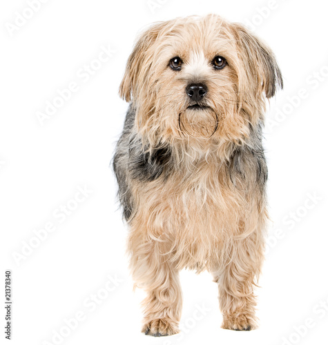 Foto Yorkshire Terrier Cross Standing