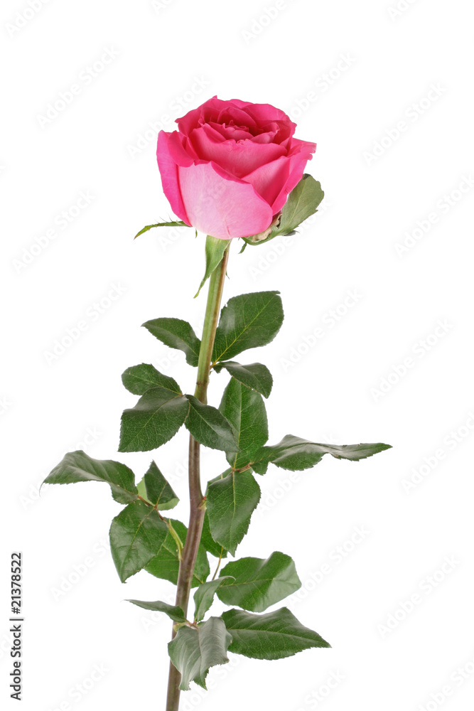Big and beautiful pink rose on a white background Big and beautiful pink rose on a white background