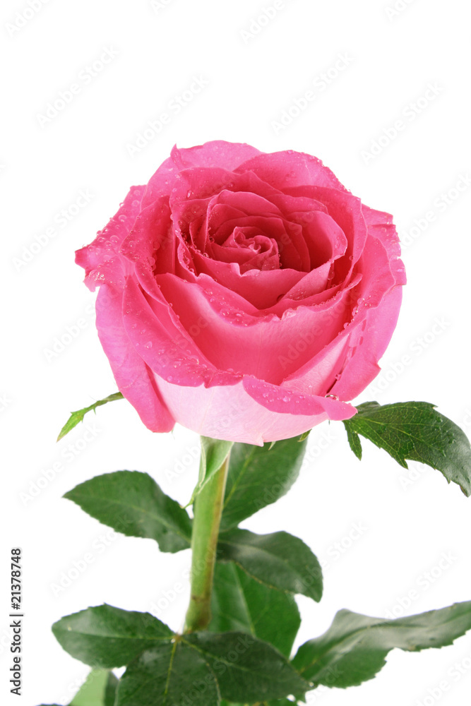 Big and beautiful pink rose on a white background Big and beautiful pink rose on a white background