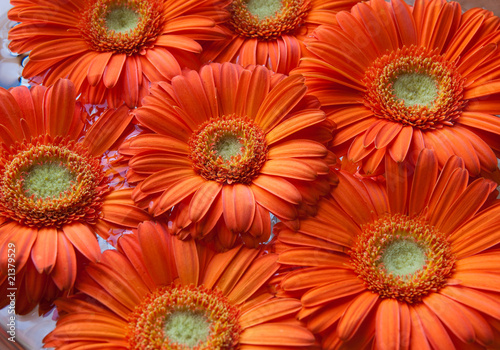 Orange gerbera