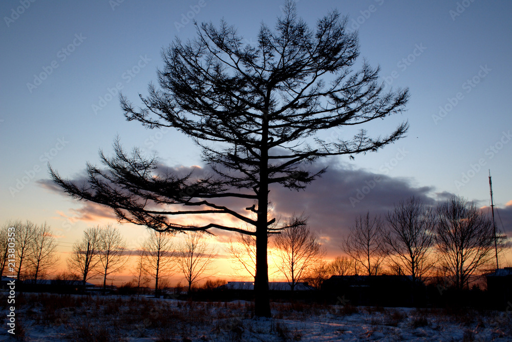Obraz premium дерево
