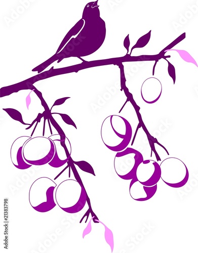 Bird on a plum branch