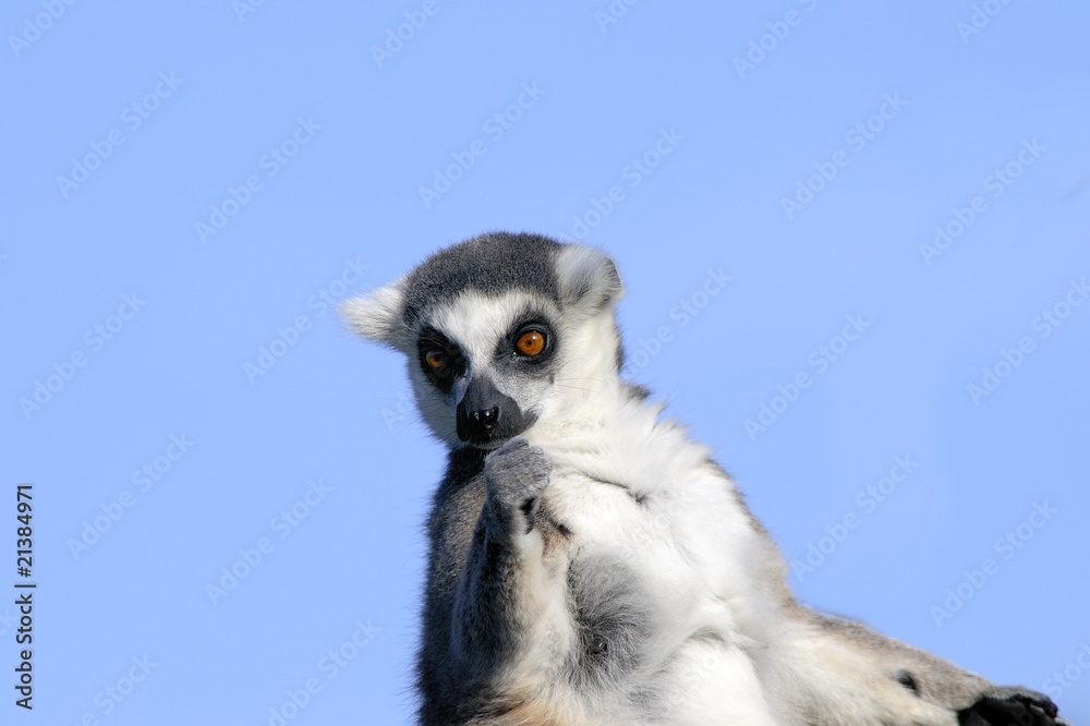 Fototapeta premium lemur