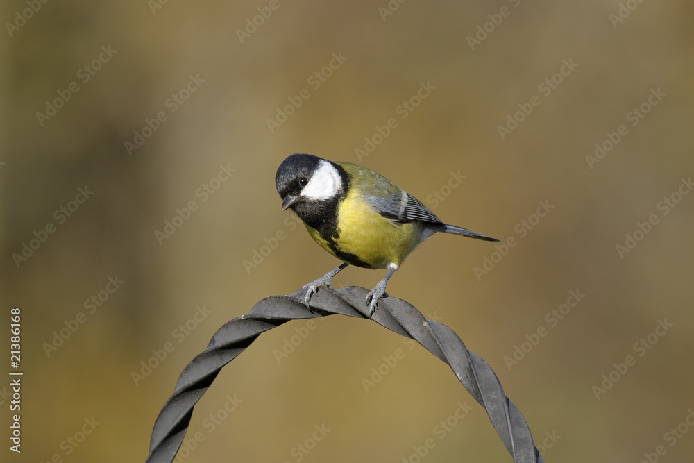 Obraz premium great tit, parus major