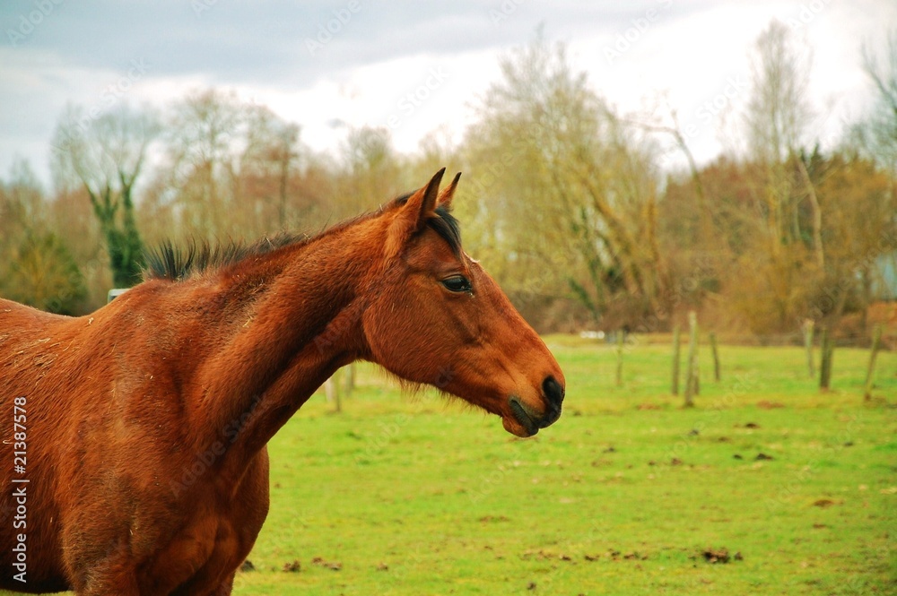 Fototapeta premium Cheval.