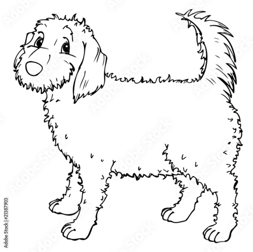 Hund, Haustier, Freund, lieb, treu, niedlich