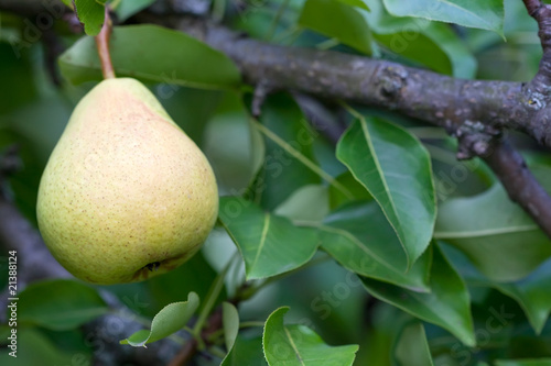 Yellow pear on branch with leaves in summer