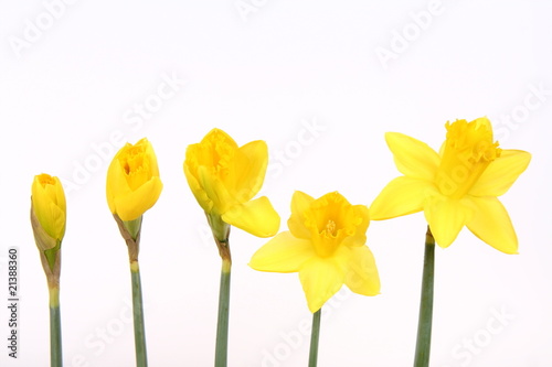 Daffodils in different stages of blooming on white background