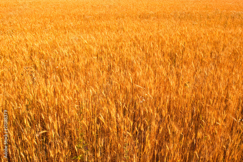 Yellow wheat field isolated