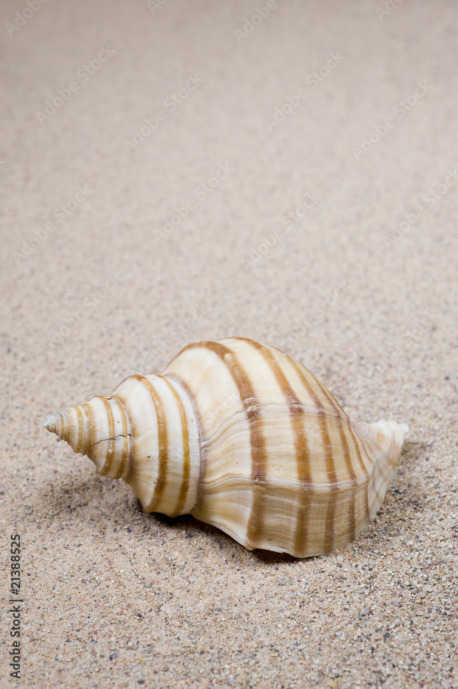 Macro studio shot of beautiful sea shell on a yellow sand Macro studio shot of beautiful sea shell on a yellow sand