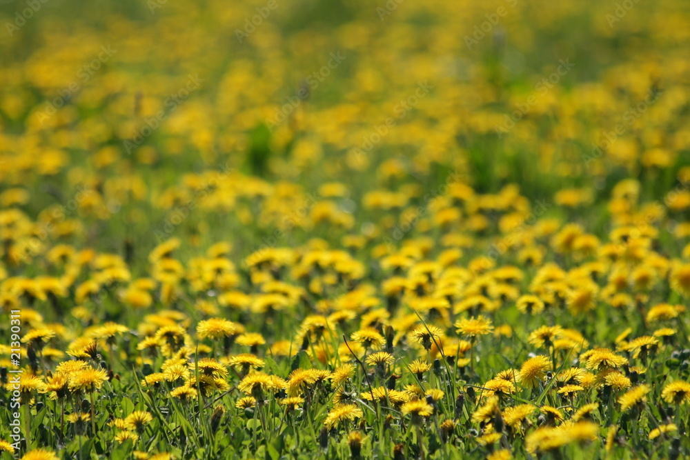 dandelions dandelions