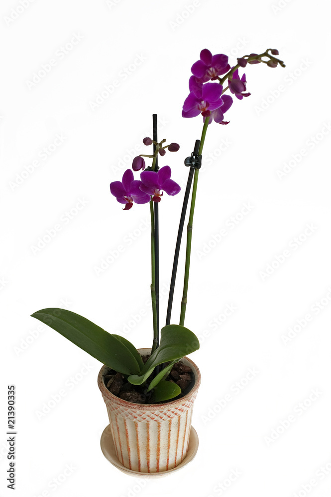 Obraz premium Orchid