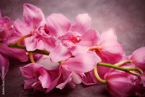 Fototapeta Naklejka Na Ścianę i Meble -  orchid