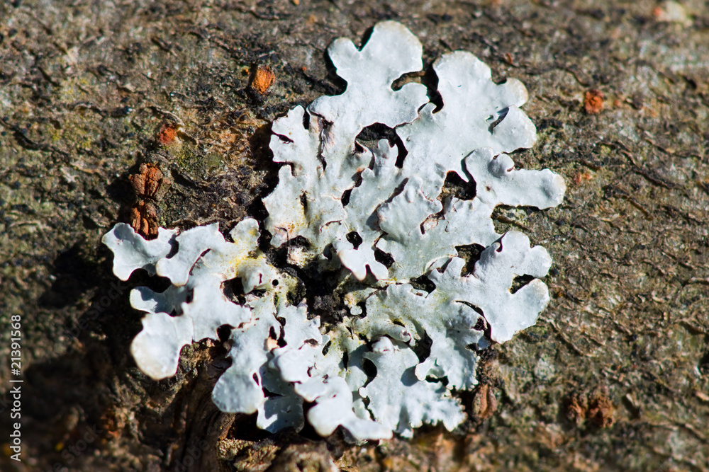 Foliose Lichens (Fungus) Cover the Branch of a Tree