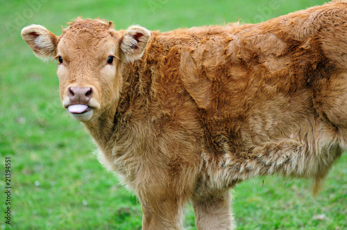 veau tirant la langue