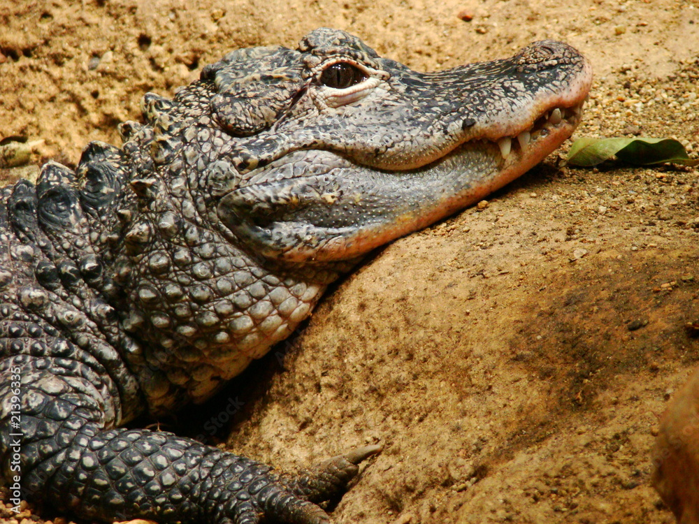El cocodrilo El cocodrilo