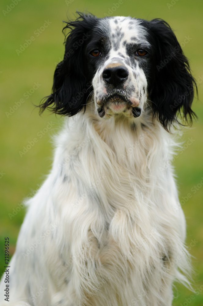 portrait de setter anglais