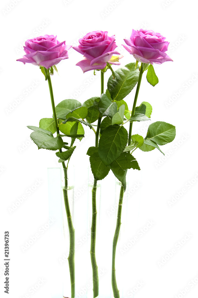 Three standing pink roses over white background