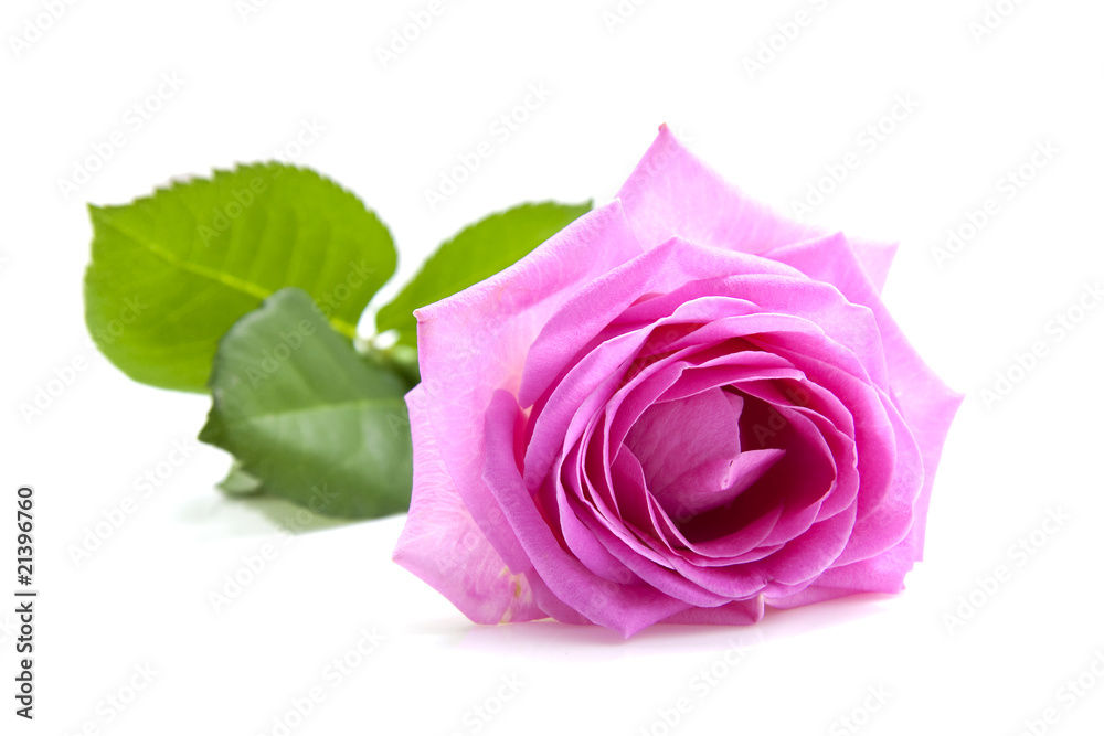 Pink rose over white background Pink rose over white background