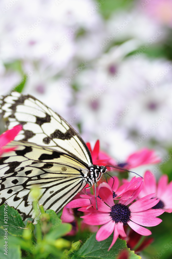 Naklejka premium 蝶の楽園