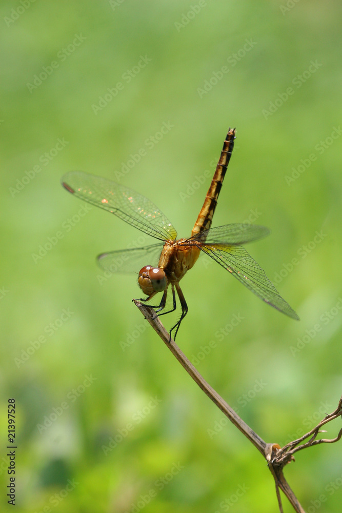 Libellula Libellula