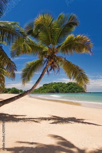 Coconut on the beach