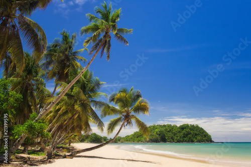 Fototapeta Naklejka Na Ścianę i Meble -  Coconuts on the beach