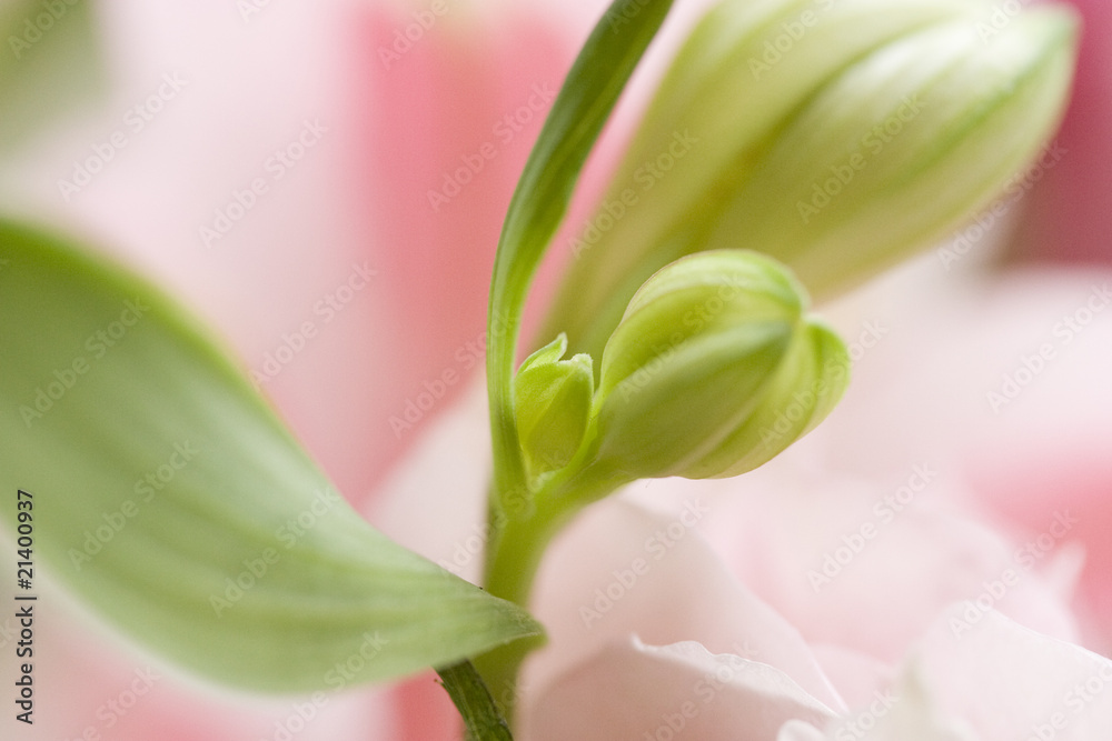 Fototapeta premium つぼみ