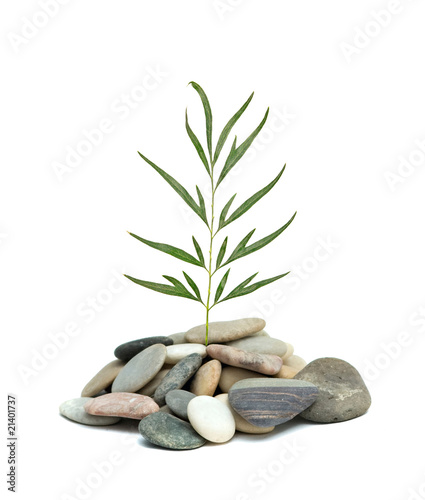 Tree shoot growing from pile of pebbles