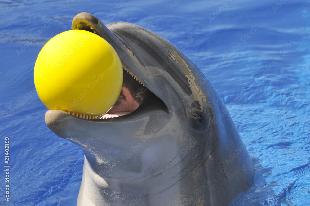 Portrait d'un grand dauphin avec un ballon jaune dans la bouche Photos |  Adobe Stock